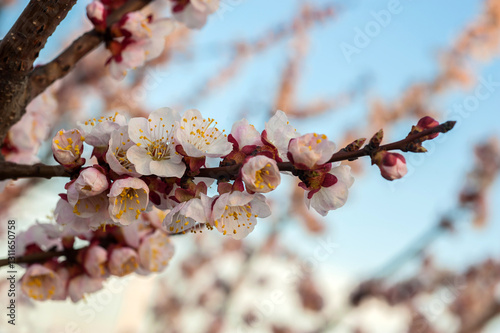 cherry trees, spring blossom, beautiful branch of blossom