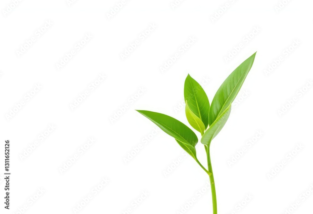 Obraz premium Single vibrant green plant, isolated on pure white background, element, picture