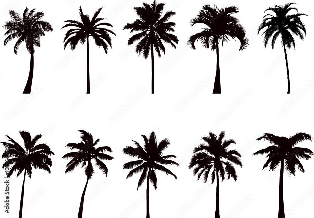 Obraz premium palm trees collection, set silhouette, vector on white background