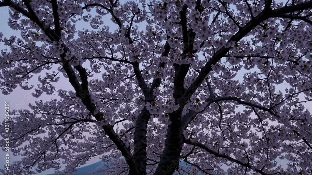 Spring Lawn Twilight with Soft Fuji Silhouette Spring Lawn Twilight with Soft Fuji Silhouette