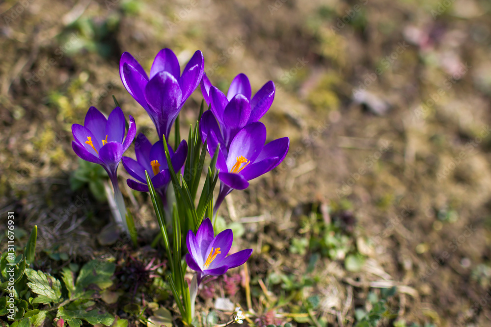 crocus flowers in the garden - spring flowers - soft focus crocus flowers in the garden - spring flowers - soft focus