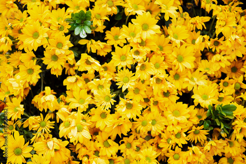 Green foliage and yellow daisy pom flower background wall decoration at flower festival in Hanoi, Vietnam, classic daisies shape with vibrant color heads set on a sturdy stem, natural wallpaper photo