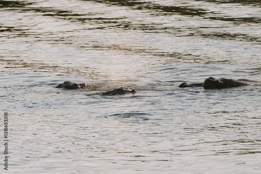Fototapeta premium Hippopotamus swimming in Zambezi river in Zimbabwe