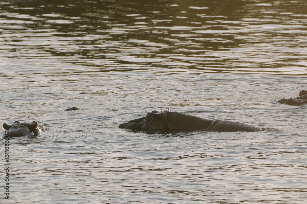 Hippopotamus swimming in Zambezi river in Zimbabwe Hippopotamus swimming in Zambezi river in Zimbabwe