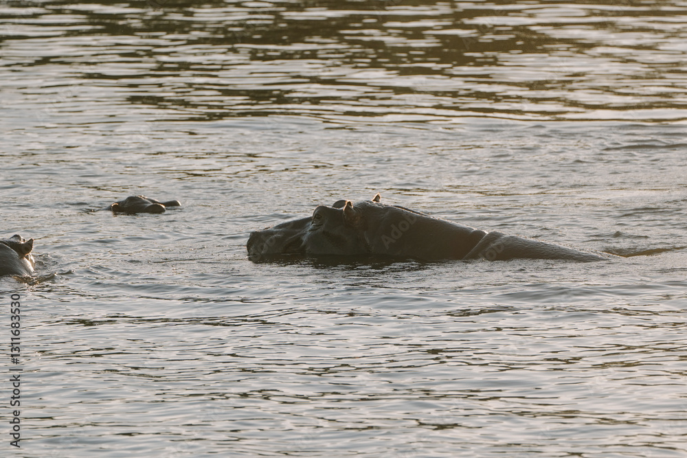 Fototapeta premium Hippopotamus swimming in Zambezi river in Zimbabwe