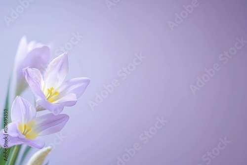 Minimalist purple background for an Easter banner with space.