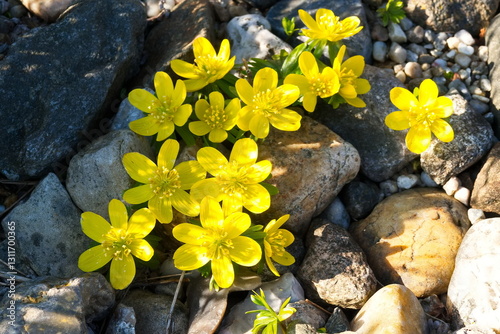 Winterlinge im Frühjahr photo