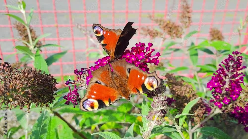 butterfly peacock on the blossom of a schmetterling bush, Buddleja davidii.Czech
