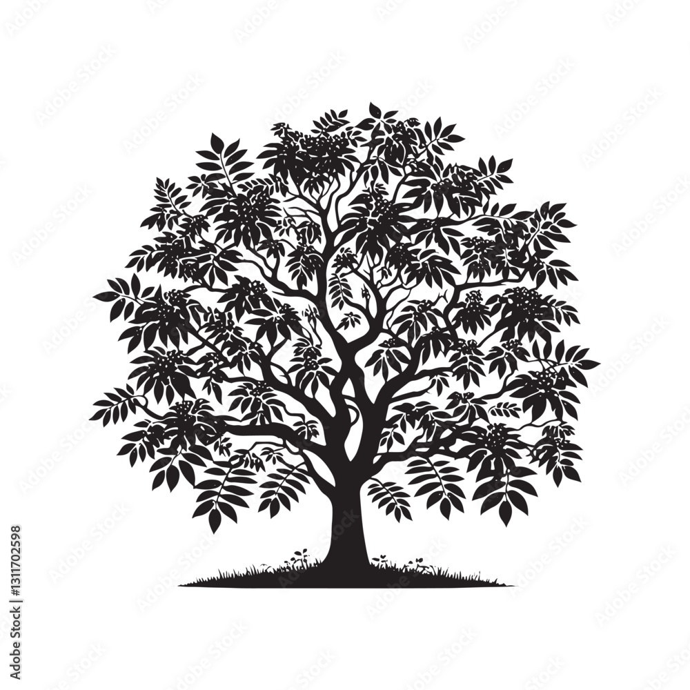 Obraz premium Black Walnut Tree Vector - Silhouette of Black Walnut tree - Tree art - Tree Design - Black Walnut Tree Illustration.