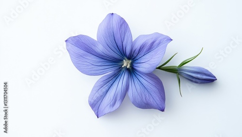 X-ray image of Japanese iris flower