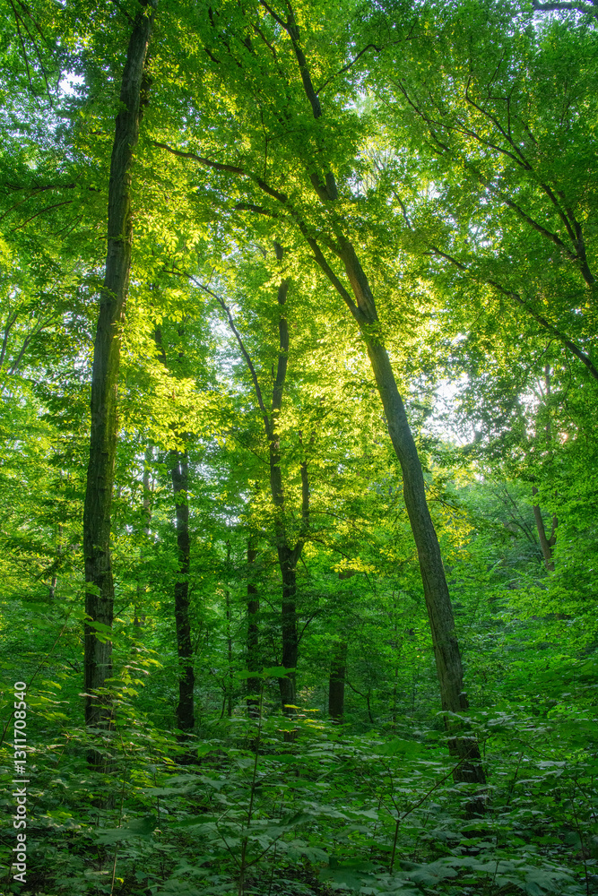 Sunlight in the green forest, spring time Sunlight in the green forest, spring time
