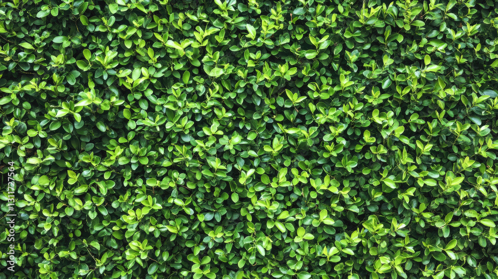 Lush green foliage texture with vibrant leafy background Lush green foliage texture with vibrant leafy background