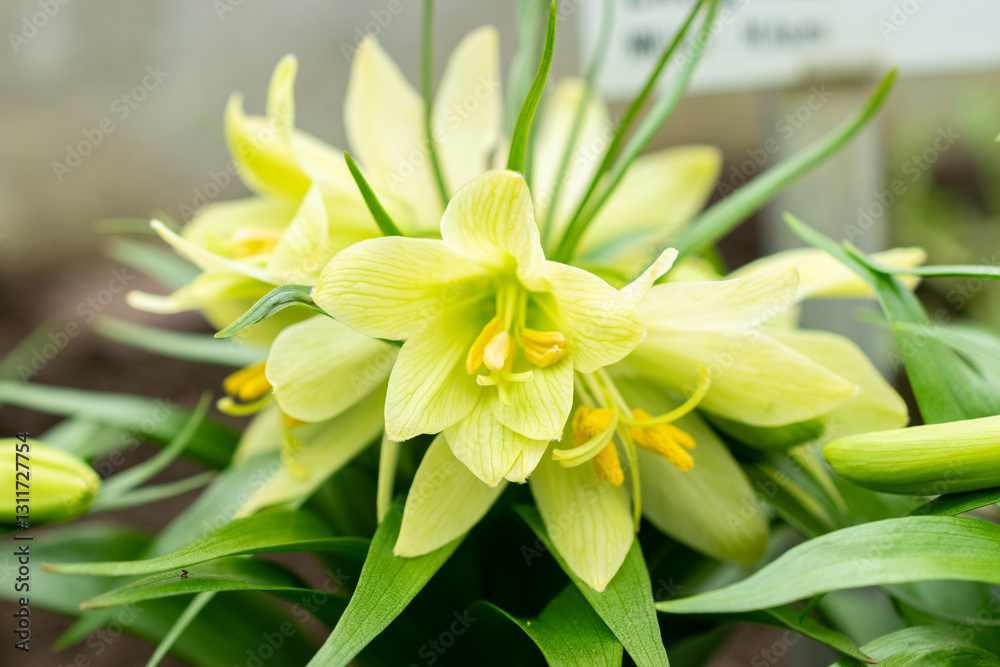 Fototapeta premium Fritillaria Raddeana plant in Saint Gallen in Switzerland 20.2.2025