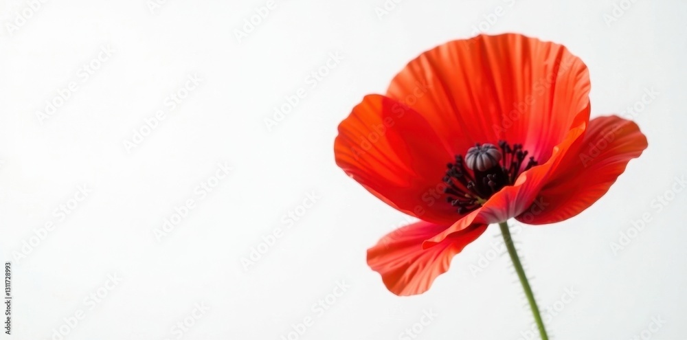 Crimson poppy blossom against pure white backdrop, macro, summer Crimson poppy blossom against pure white backdrop, macro, summer