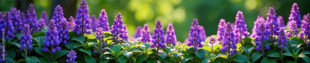 Fototapeta premium Dense purple flower border with full green foliage , texture, outdoor