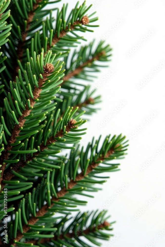 Dense cluster of pine needles, stems, and leaves against stark white , dry, holiday, aromatherapy Dense cluster of pine needles, stems, and leaves against stark white , dry, holiday, aromatherapy