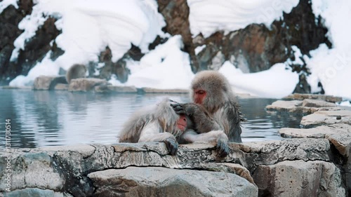 Japanese snow monkeys at Jigokudani Yaen-Koen near Nagano, bathing in natural hot springs. Famous wildlife attraction, winter scenery, unique primate behavior, and tourism highlight in Japan