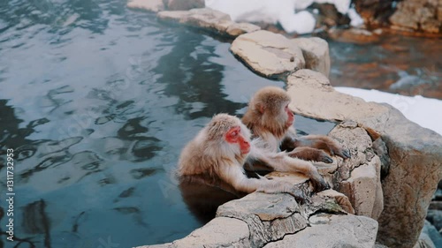 Japanese snow monkeys at Jigokudani Yaen-Koen near Nagano, bathing in natural hot springs. Famous wildlife attraction, winter scenery, unique primate behavior, and tourism highlight in Japan