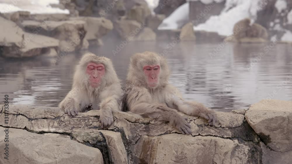 Japanese snow monkeys at Jigokudani Yaen-Koen near Nagano, bathing in natural hot springs. Famous wildlife attraction, winter scenery, unique primate behavior, and tourism highlight in Japan Japanese snow monkeys at Jigokudani Yaen-Koen near Nagano, bathing in natural hot springs. Famous wildlife attraction, winter scenery, unique primate behavior, and tourism highlight in Japan