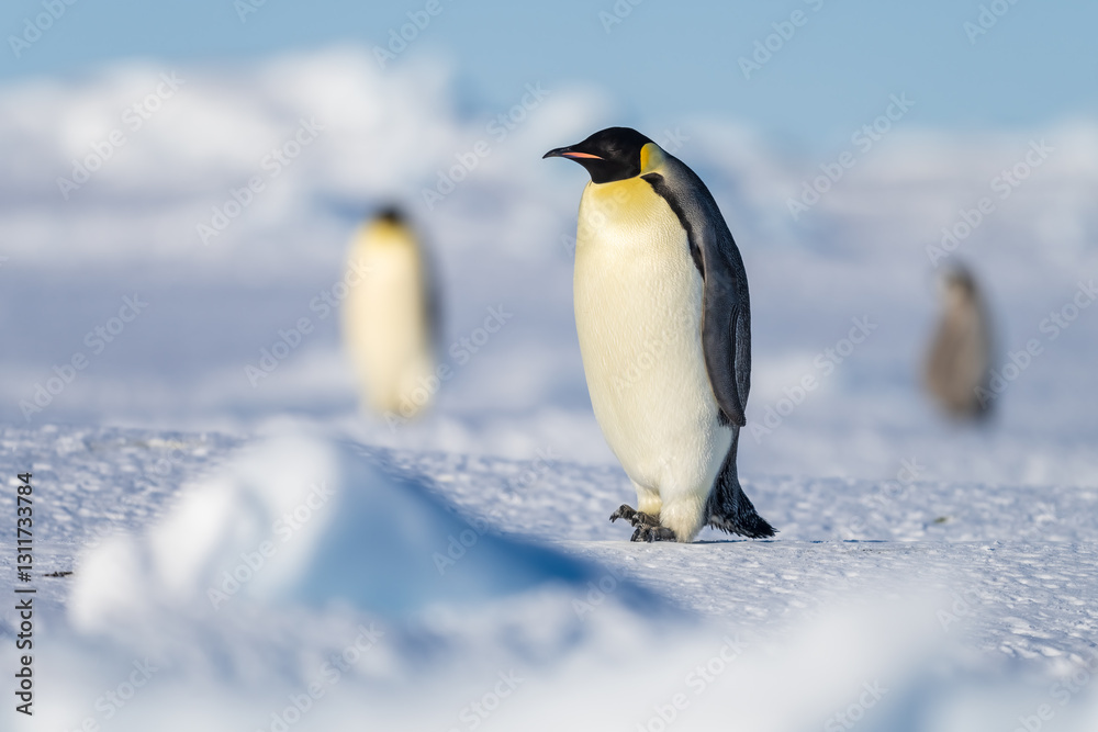 Fototapeta premium Wonderful moments in Antarctica in the middle of Emperor penguin colony. Nice to see so many chicks and families in many kind of weather.