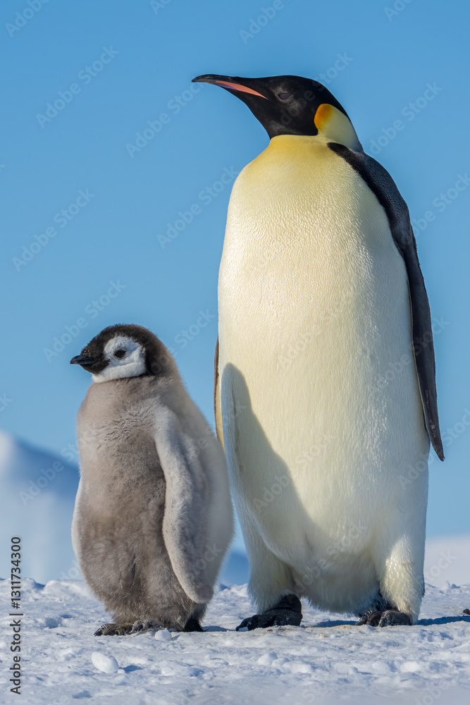 Obraz premium Wonderful moments in Antarctica in the middle of Emperor penguin colony. Nice to see so many chicks and families in many kind of weather.