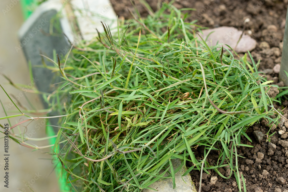 Grass pea or Lathyrus Sphaericus plant in Saint Gallen in Switzerland 20.2.2025 Grass pea or Lathyrus Sphaericus plant in Saint Gallen in Switzerland 20.2.2025