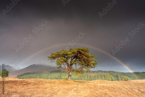 Scotland Highlands Rainbow Landscape.
The enchanting Scotland Highlands landscape is beautifully captured in this photograph, featuring a striking Scots pine tree and a vibrant rainbow.