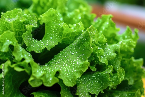 Vibrant green lettuce leaves adorned with glistening water droplets, showcasing the freshness and vitality of nature's bounty, perfect for healthy eating. photo