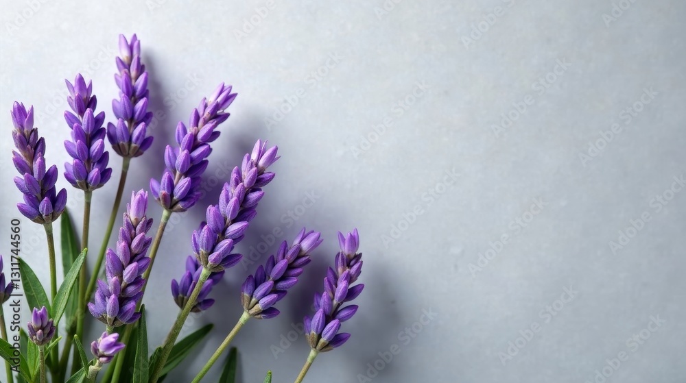 Fototapeta premium Aromatic Lavender Blossoms on a Smooth Surface A Close-Up View of Delicate Purple Flowers
