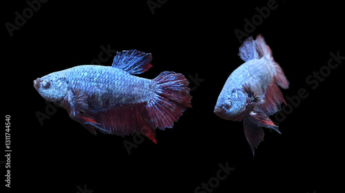 Aquarium fighting fish males (Betta splendens) isolated on black background, selective focus, horizontal orientation.