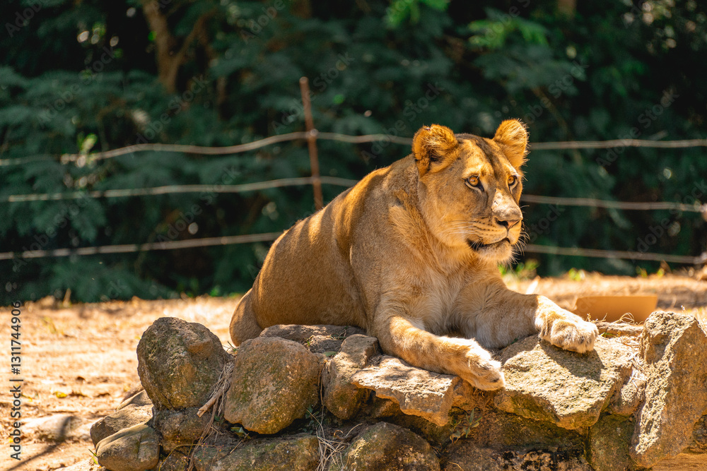 A beautiful female lion laying down in the sun. In the Zoo in Sao Paulo, Brazil. A beautiful female lion laying down in the sun. In the Zoo in Sao Paulo, Brazil.