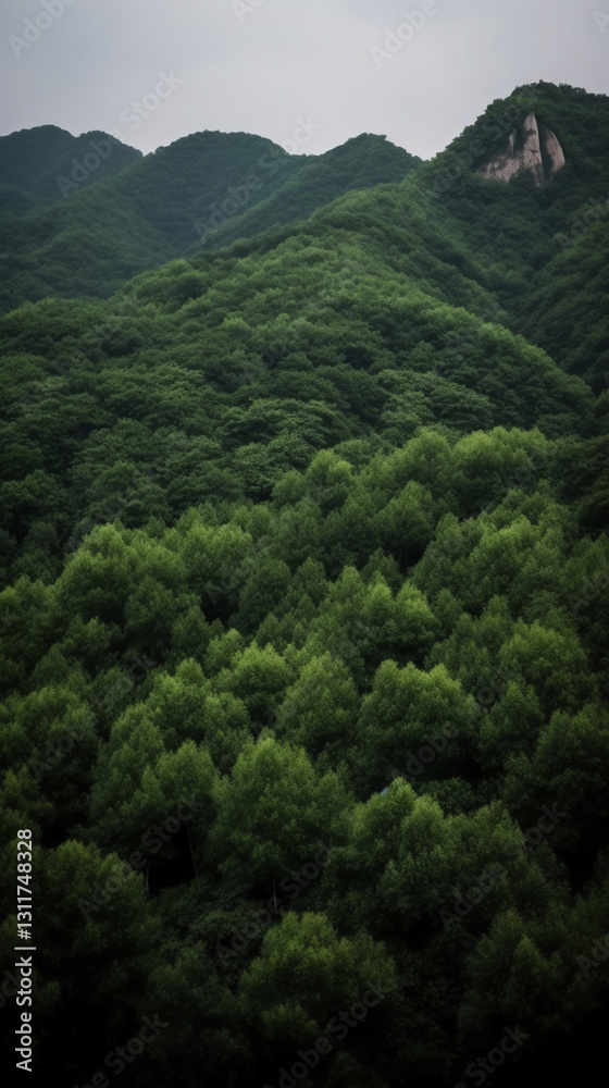 Forest Between Peaks Forest Between Peaks