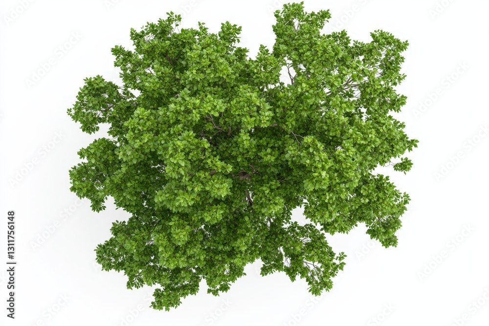 Fototapeta premium Aerial view of a lush, green tree showcasing dense foliage against a white background.