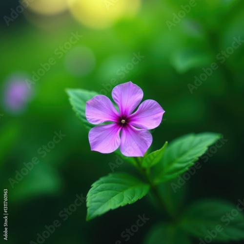 Solitary purple bloom nestled in vibrant green foliage, garden, petal