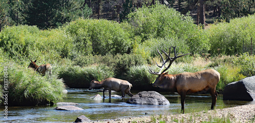 Bull Elk with Cow and Calf in Mountain Stream