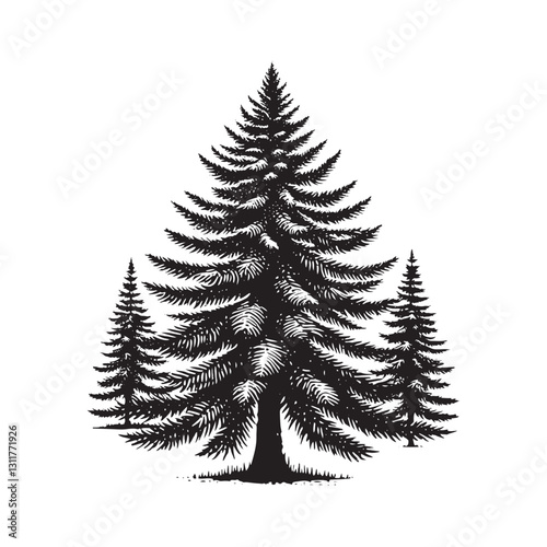 Douglas Tree Silhouette - Minimalist Tree Design - Douglas Tree Vector - Illustration of Douglas Tree.