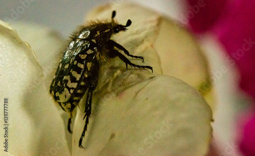 Shroud beetle on a petal. Oxythyrea photo