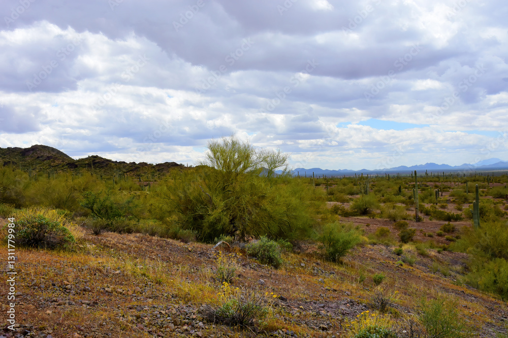Sonora Desert Arizona Picacho Peak State Park Sonora Desert Arizona Picacho Peak State Park
