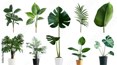 Fototapeta Naklejka Na Ścianę i Meble -  Green Plants Isolated on White: Lush Foliage, Vibrant Greenery, Potted Plants, Tropical Leaves, Houseplants, Indoor Plants, Monstera, Palm Leaves,  Philodendron, White Background.