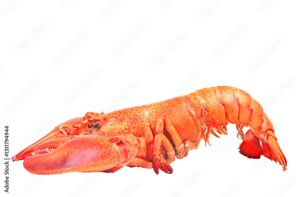 Lobster isolated on white