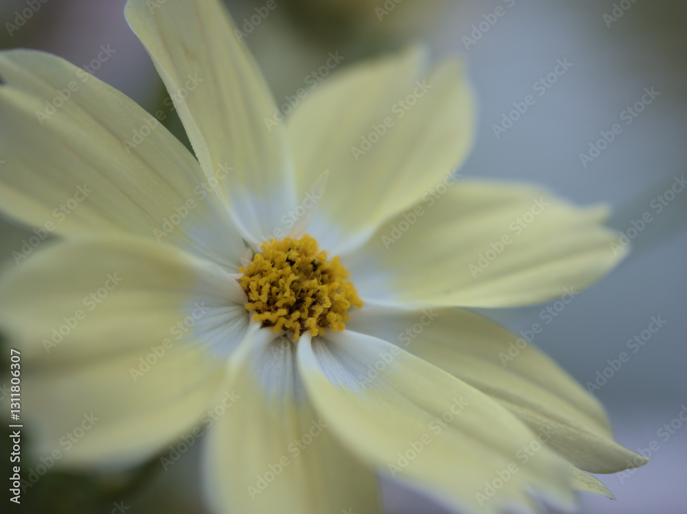 Obraz premium 11月に咲いた可愛らしい白いコスモスの花「シャンボス」