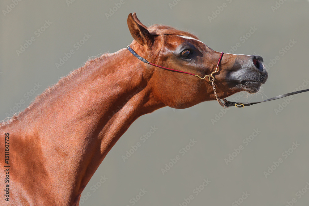 Arabian horse, portrait of a bay stallion in wall background
