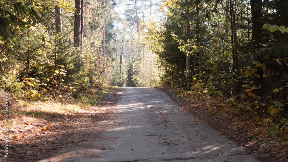 Obraz premium Autumn forest road