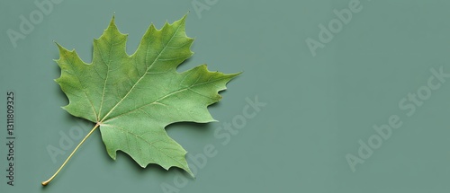 Professional Image of Green Leaf for Natural and Botanical Designs