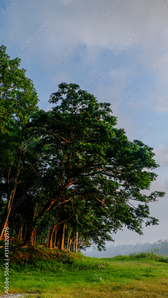 Fototapeta premium the height of the trees in a national park