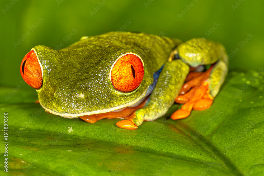 Red-eyed tree frog (Agalychnis callidryas, commonly known as the red-eyed leaf frog), Costa Rica, Sarapiqui region. Selective focus on frog's eyes