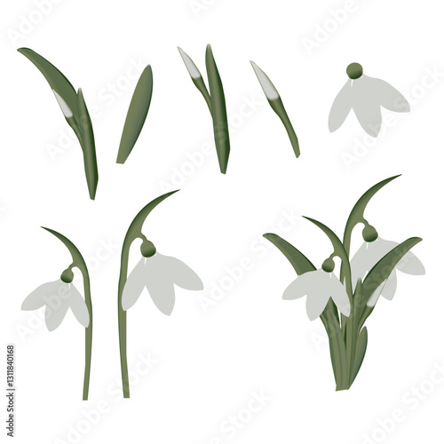 Flowers Snowdrops, first spring, green, white delicate, leaves, stem, flower, in parts, vector illustration