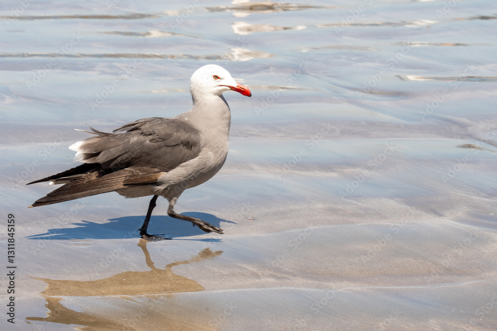 Heermann's gull (Larus heermanni) on the beach in Mazatlan, Mexico Heermann's gull (Larus heermanni) on the beach in Mazatlan, Mexico