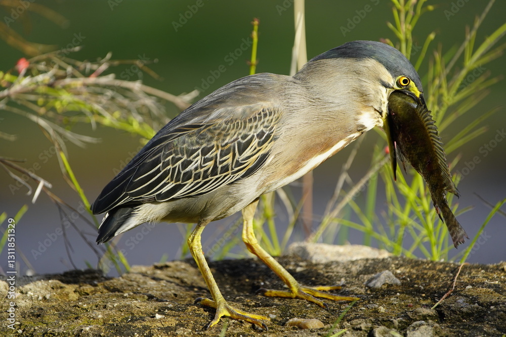 Fototapeta premium Green-backed bittern devouring a cichlid, (Butorides striata) Ardeidae family. Fortaleza Ceará, Brazil.