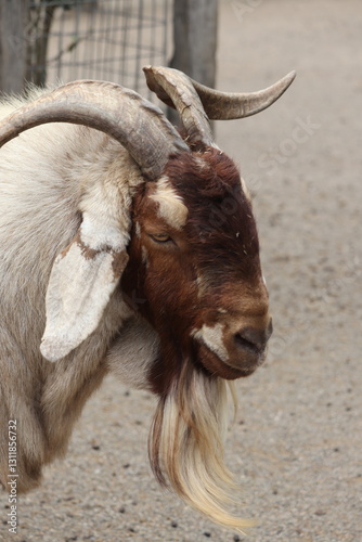Boer Goat animal kingdom zoological photography
